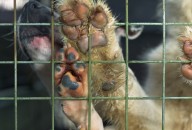 Mixed_Paws john darwell, the bluecoat