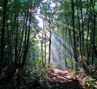 Putting Parks in the Picture